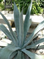 Agave