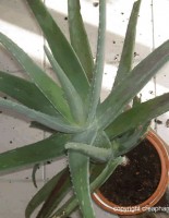 Aloe