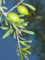 Argânia