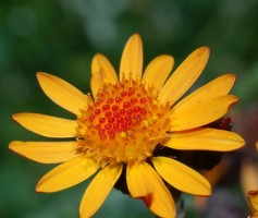 Tintura de arnica