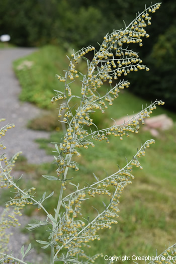 absinthe-plante-leysin