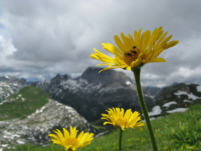 arnica-montana-2016-copyright-fotolia