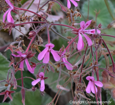 Pelargonium-reniforme