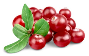 cranberry-2016-fotolia