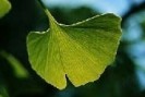 Ginkgo Japão