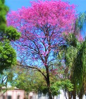 Ipê roxo