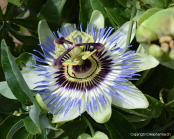 Passiflora