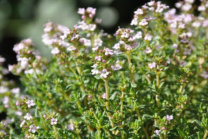 thymus-vulgaris-pic-2016-fotolia